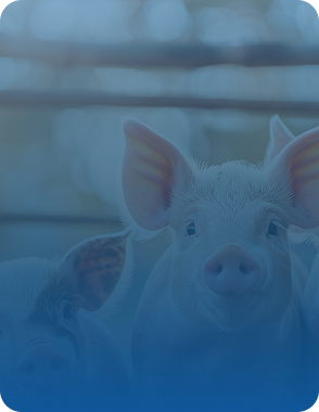 Produtos para suínos